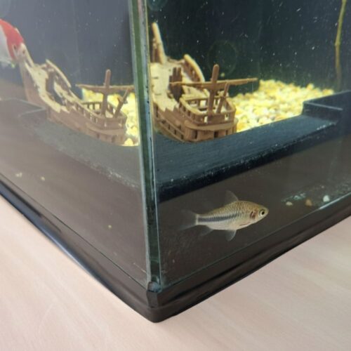 CavernaTúnel para Aquário – Observação de Peixes e Camarões